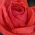 Rood - Floribunda roos - Resolut®